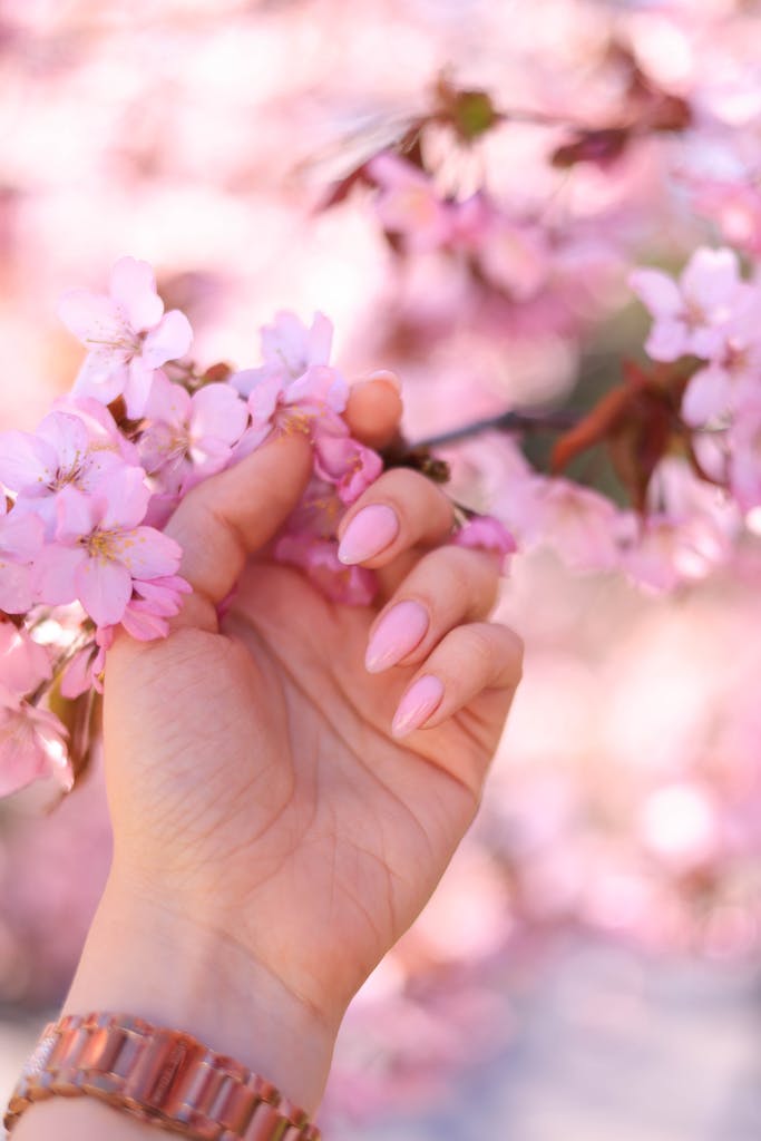 A close-up view of a hand holding beautiful pink cherry blossoms, capturing the essence of spring.